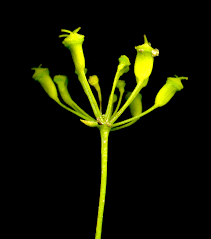 Attēlu rezultāti vaicājumam “Pastinaca sativa subsp. sylvestris”