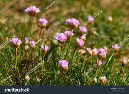 Attēlu rezultāti vaicājumam “Armeria vulgaris leaf”