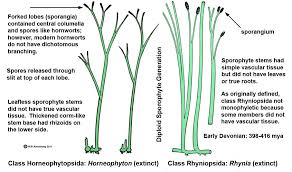 Attēlu rezultāti vaicājumam “Homomallium incurvatum sporophyte”