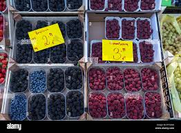 Image result for Rubus sectio