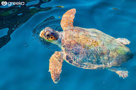 Image result for Caretta caretta