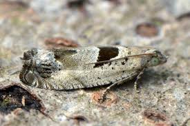 Attēlu rezultāti vaicājumam “Epinotia ramella”