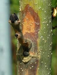 Attēlu rezultāti vaicājumam “Hymenoscyphus sp.”