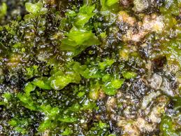 Attēlu rezultāti vaicājumam “Scapania”