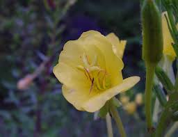 Attēlu rezultāti vaicājumam “Oenothera biennis flower”