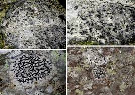 Attēlu rezultāti vaicājumam “Opegrapha atra”