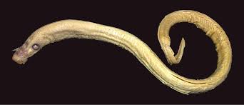 Image result for Lethenteron camtschaticum