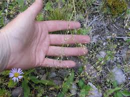 Attēlu rezultāti vaicājumam “Stellaria longifolia”