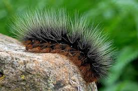 Attēlu rezultāti vaicājumam “Arctia caja larva”