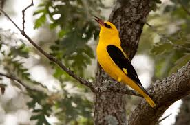 Attēlu rezultāti vaicājumam “Oriolus oriolus male”