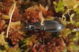 Attēlu rezultāti vaicājumam “Pterostichus oblongopunctatus”