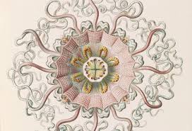 Image result for ernst haeckel