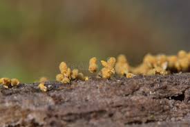 Attēlu rezultāti vaicājumam “Hemitrichia calyculata”