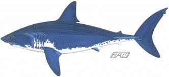 Image result for Lamna ditropis