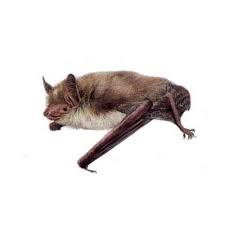 Attēlu rezultāti vaicājumam “Myotis sp.”