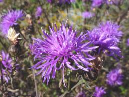 Attēlu rezultāti vaicājumam “Centaurea stoebe fruit”