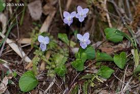 Attēlu rezultāti vaicājumam “Viola mirabilis leaf”