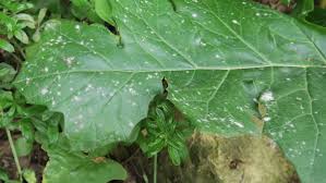 Attēlu rezultāti vaicājumam “Erysiphe galeopsidis”