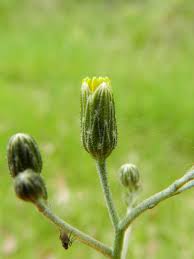 Attēlu rezultāti vaicājumam “Hieracium murorum bud”