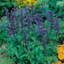 Image result for Salbei