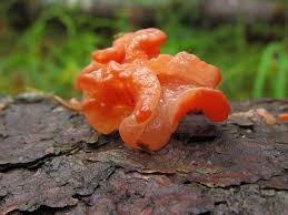 Attēlu rezultāti vaicājumam “Craterocolla cerasi”