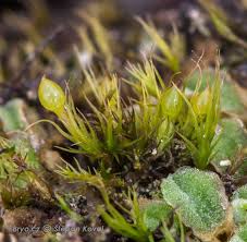 Attēlu rezultāti vaicājumam “Polytrichastrum pallidisetum macro”
