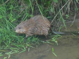 Attēlu rezultāti vaicājumam “Ondatra zibethicus”