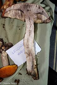 Attēlu rezultāti vaicājumam “Leccinum versipelle”