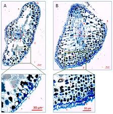 Attēlu rezultāti vaicājumam “Adelges laricis nymph”
