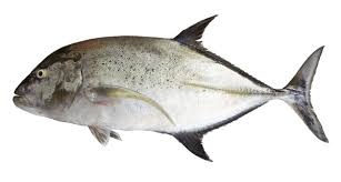 Image result for Caranx lugubris