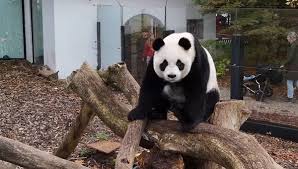 Résultat de recherche d'images pour "pandas"