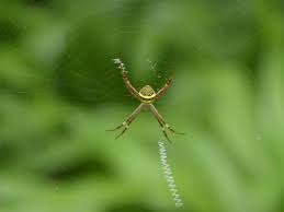 Image result for st andrews cross spider