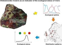 Attēlu rezultāti vaicājumam “Hildenbrandia rivularis”