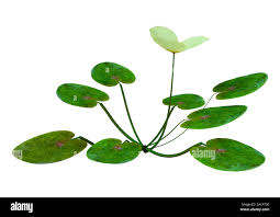 Attēlu rezultāti vaicājumam “Hydrocharis morsus-ranae”