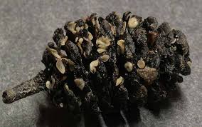 Attēlu rezultāti vaicājumam “Mollisia amenticola”