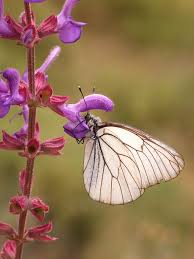 Attēlu rezultāti vaicājumam “Aporia crataegi male”