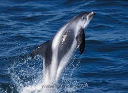 Image result for Lagenorhynchus albirostris