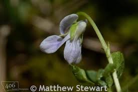 Attēlu rezultāti vaicājumam “Viola palustris flower”