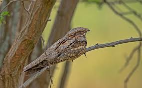 Image result for Caprimulgus europaeus