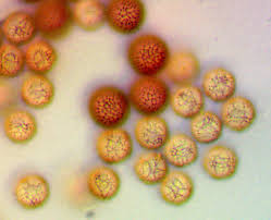 Attēlu rezultāti vaicājumam “Stemonitopsis hyperopta var. landewaldii stalked”