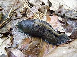 Attēlu rezultāti vaicājumam “Limax cinereoniger”