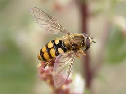 Attēlu rezultāti vaicājumam “Eupeodes corollae”