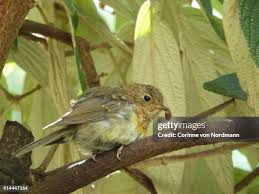 Attēlu rezultāti vaicājumam “Erithacus rubecula juvenile”