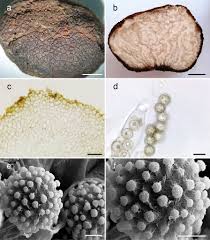 Attēlu rezultāti vaicājumam “Pachyphloeus melanoxanthus”