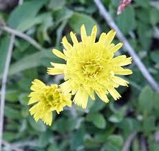 Attēlu rezultāti vaicājumam “Pilosella officinarum flower”