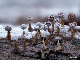 Attēlu rezultāti vaicājumam “Physarum globuliferum spores”