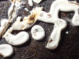 Attēlu rezultāti vaicājumam “Diderma effusum”