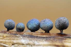 Attēlu rezultāti vaicājumam “Lamproderma pseudomaculatum”