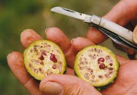 Attēlu rezultāti vaicājumam “Carex ornithopoda fruit”