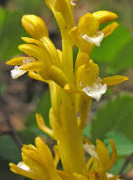 Attēlu rezultāti vaicājumam “Corallorhiza trifida flower”